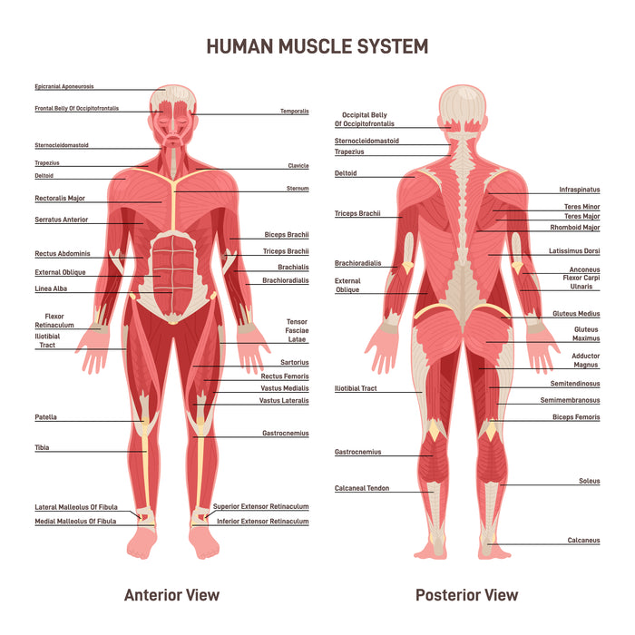 Human muscular system set