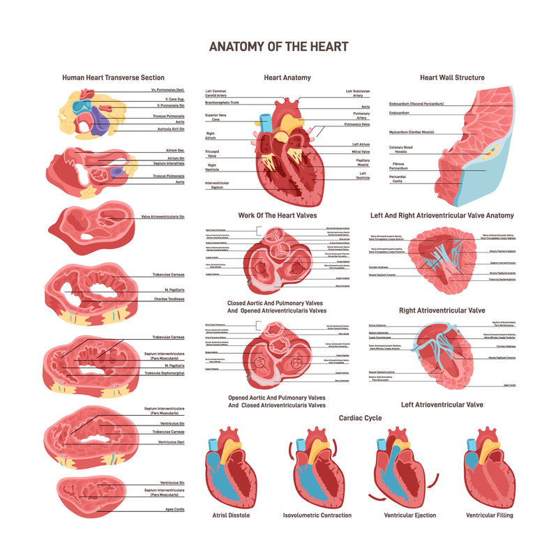 Heart anatomy set