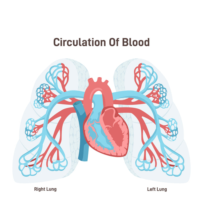 Pulmonary circulation illustration