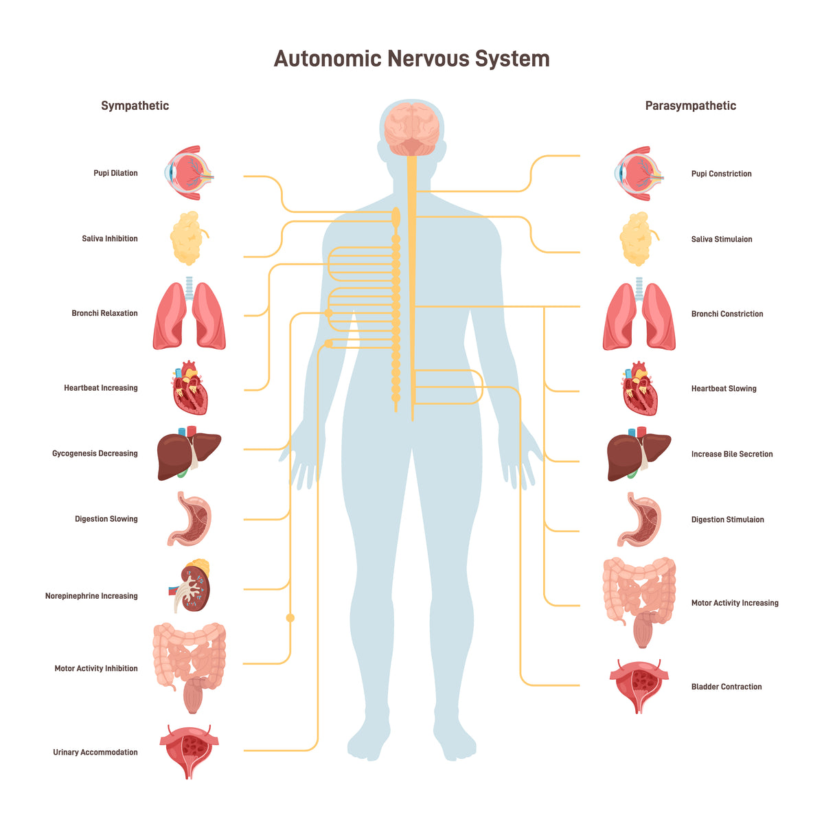 Human autonomic nervous system