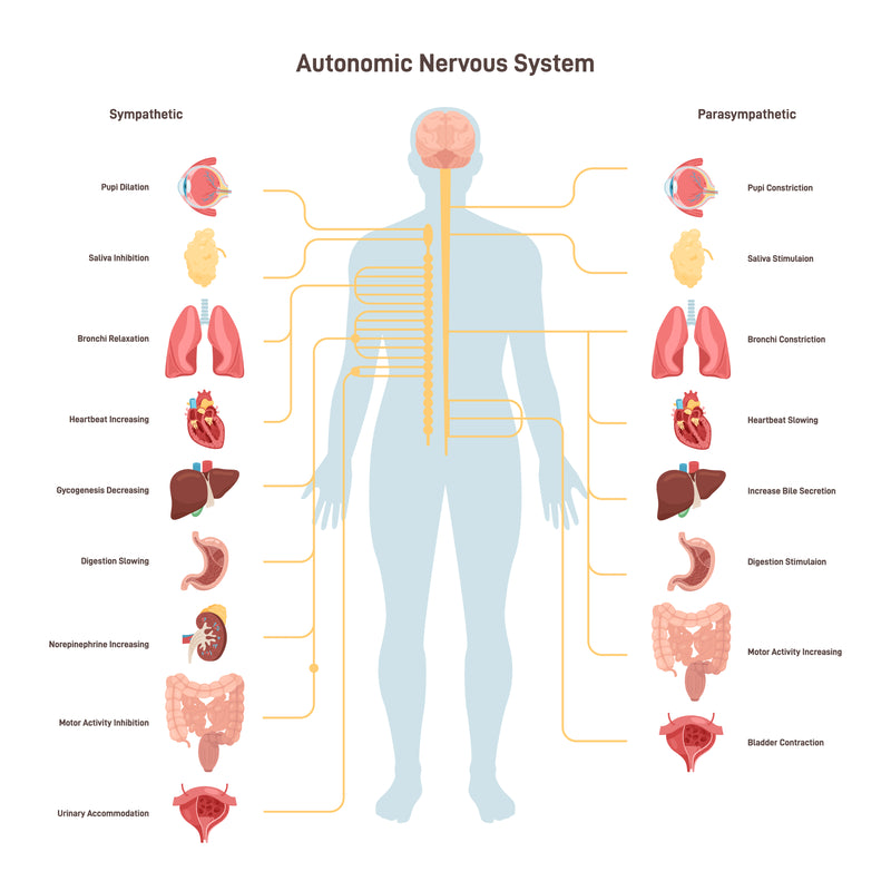 Human autonomic nervous system