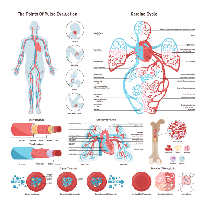 Blood circulatory system set