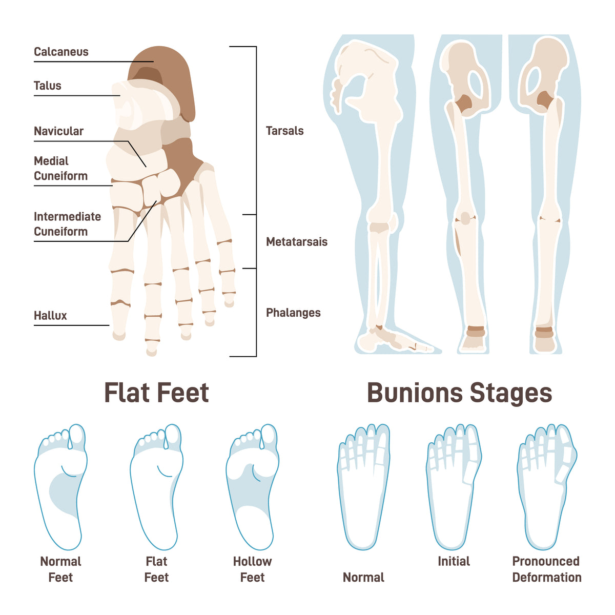 Human foot bones set