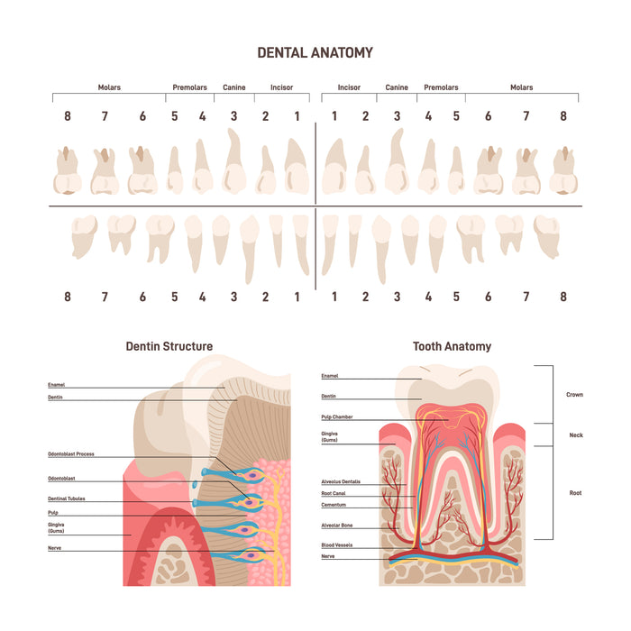 Dental anatomy set