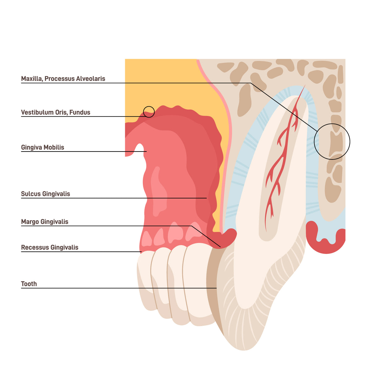 Gum anatomy