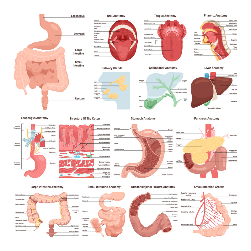 Digestive system anatomy set