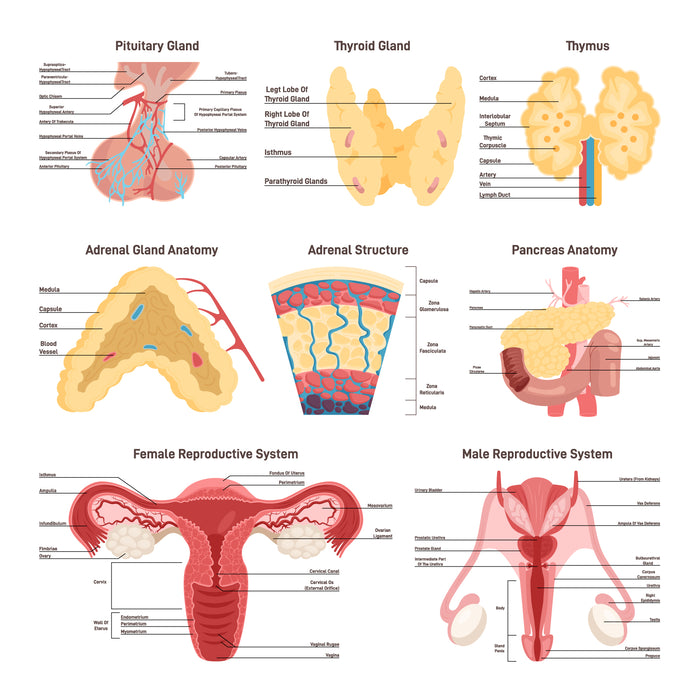 Endocrine system organs set