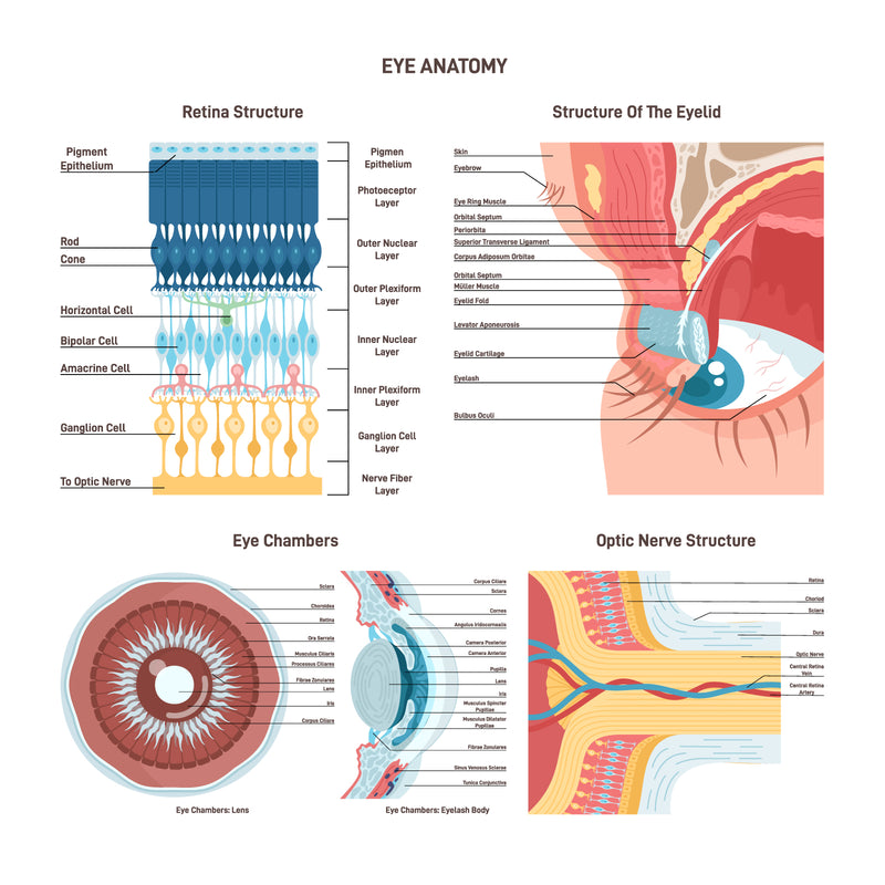 Eye anatomy set