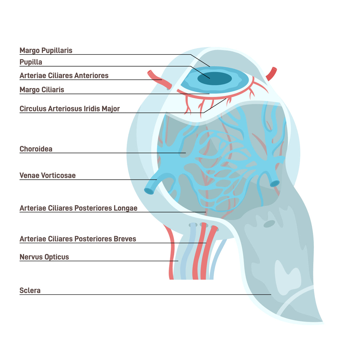 Choroid blood vessels