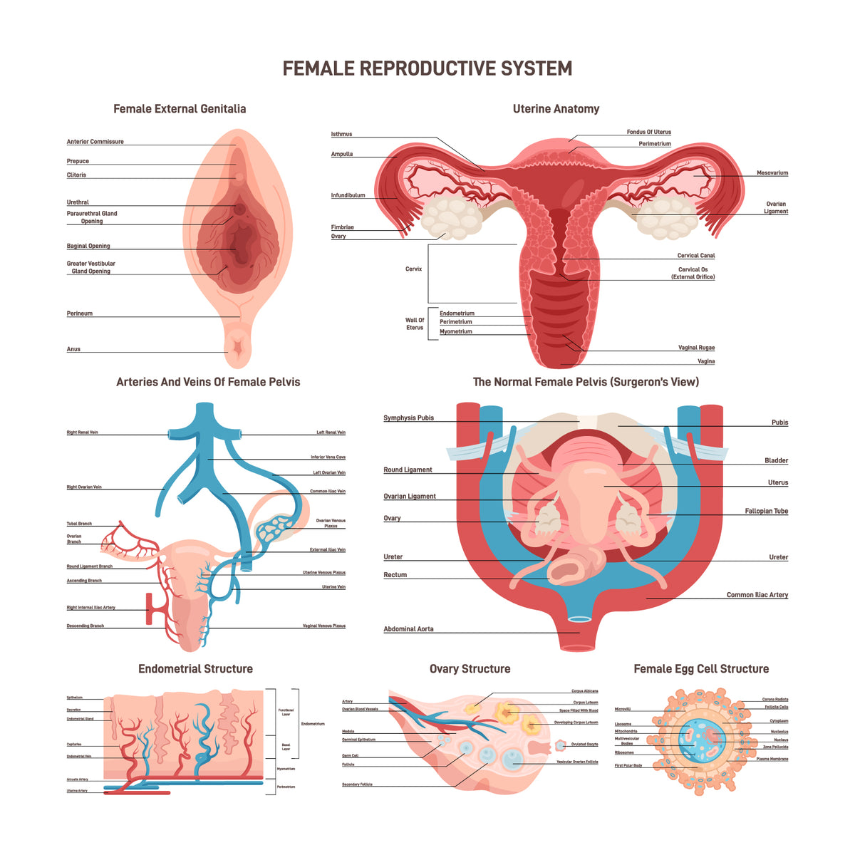 Female reproductive system set