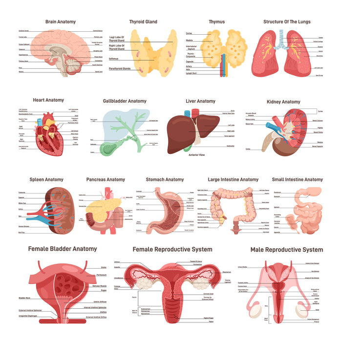 Human body organs set