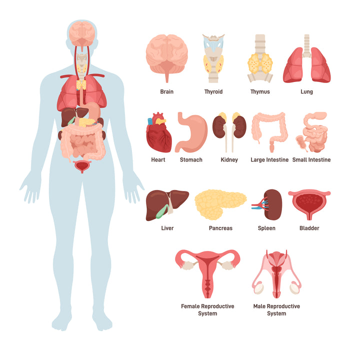 Human body anatomy set