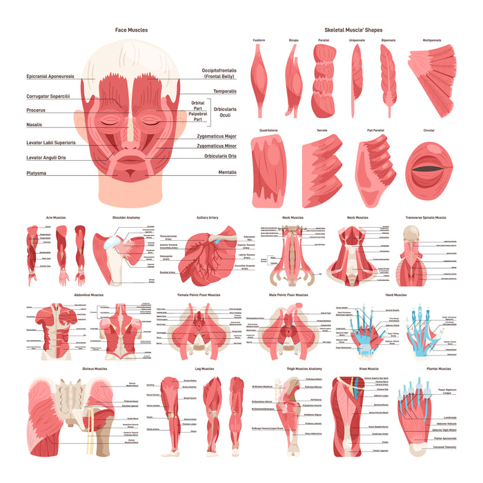 Human body parts muscules set