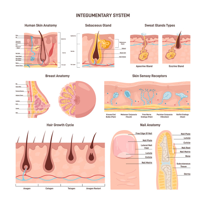 Integumentary system set