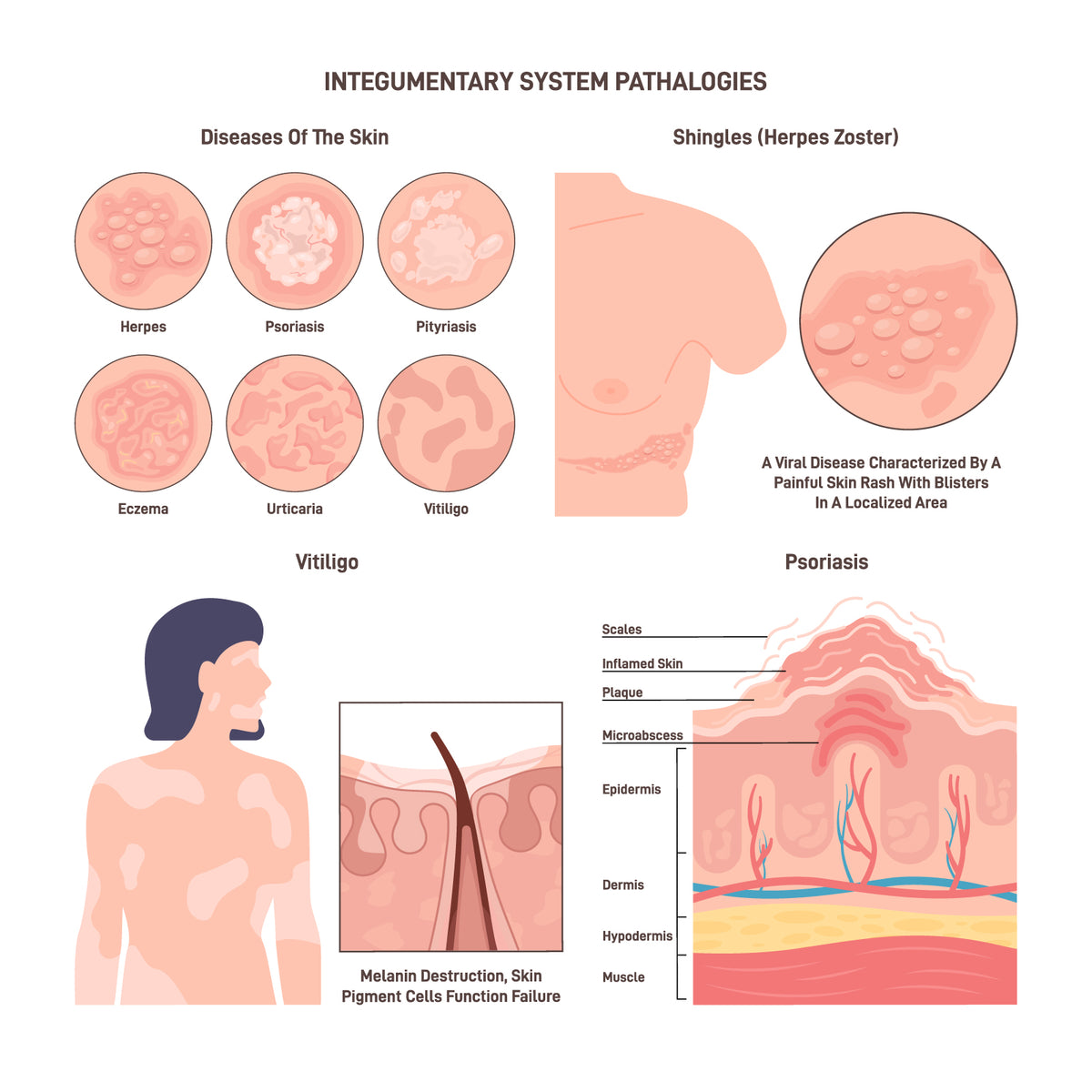 Diseases of the skin set