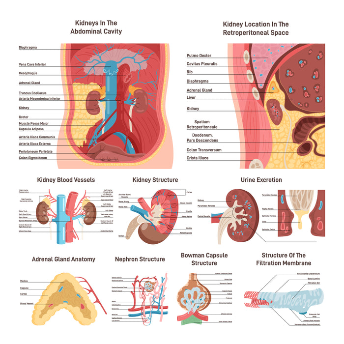 Kidney anatomy set