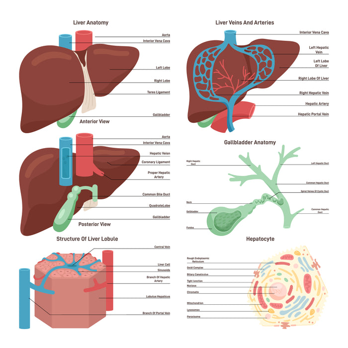 Liver anatomy set