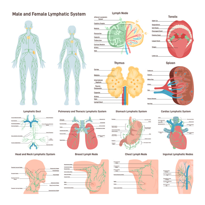 Lymphatic system set