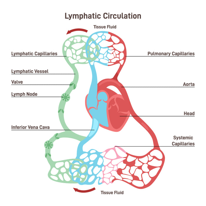 Lymphatic circulation illustration