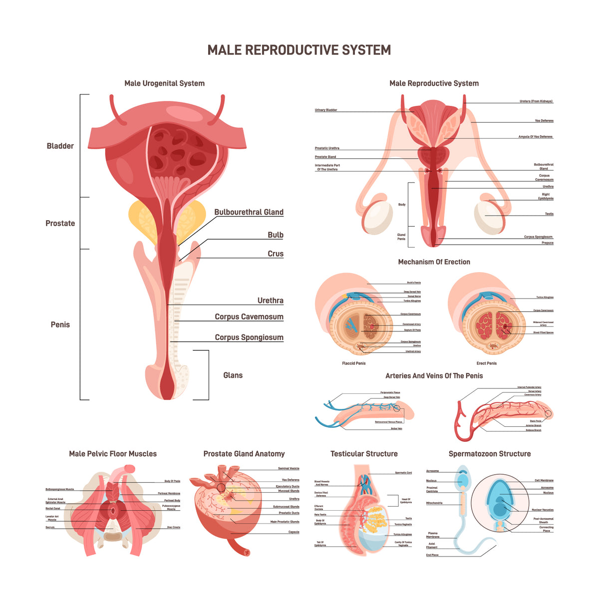 Male reproductive anatomy set