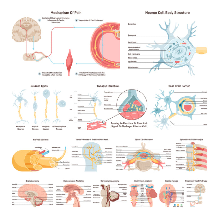 Nervous system anatomy set