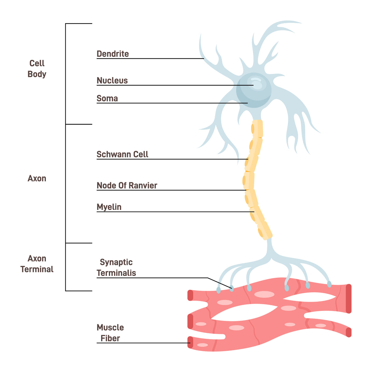 Neuron structure illustration