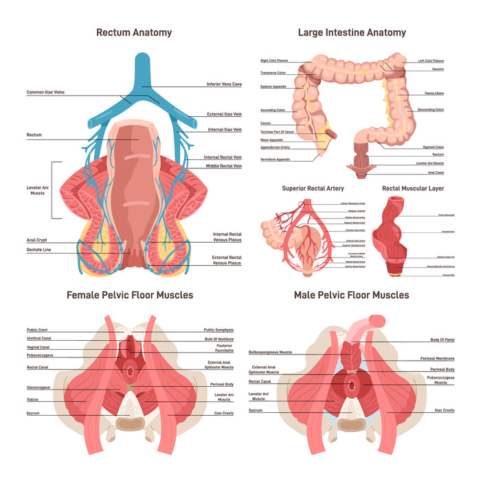 Pelvic floor anatomy set