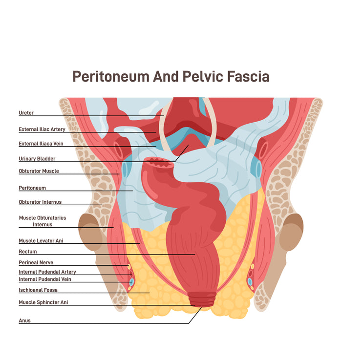 Peritoneum and pelvic fascia