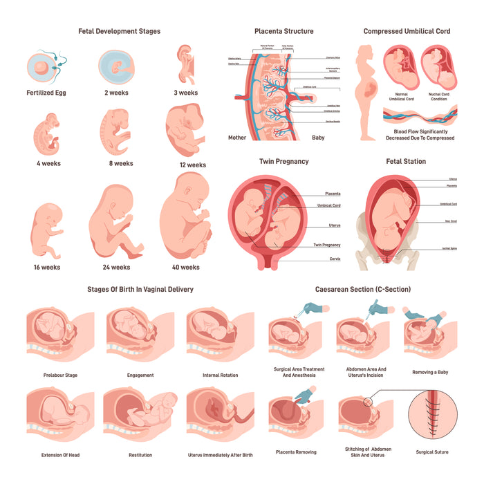 Anatomy of a fetus set