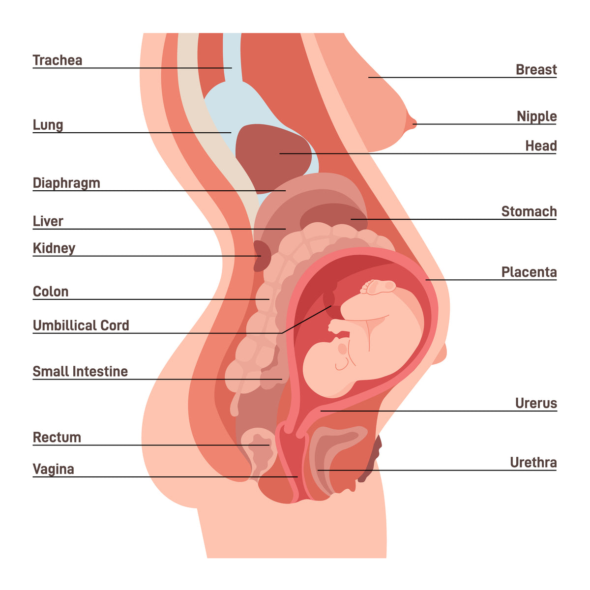 Anatomy of a pregnant woman