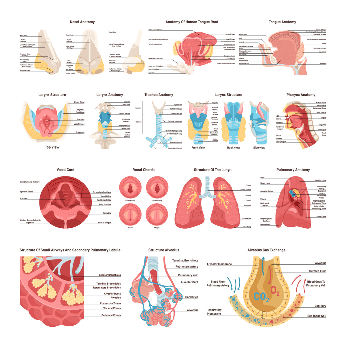 Human respiratory sytem set