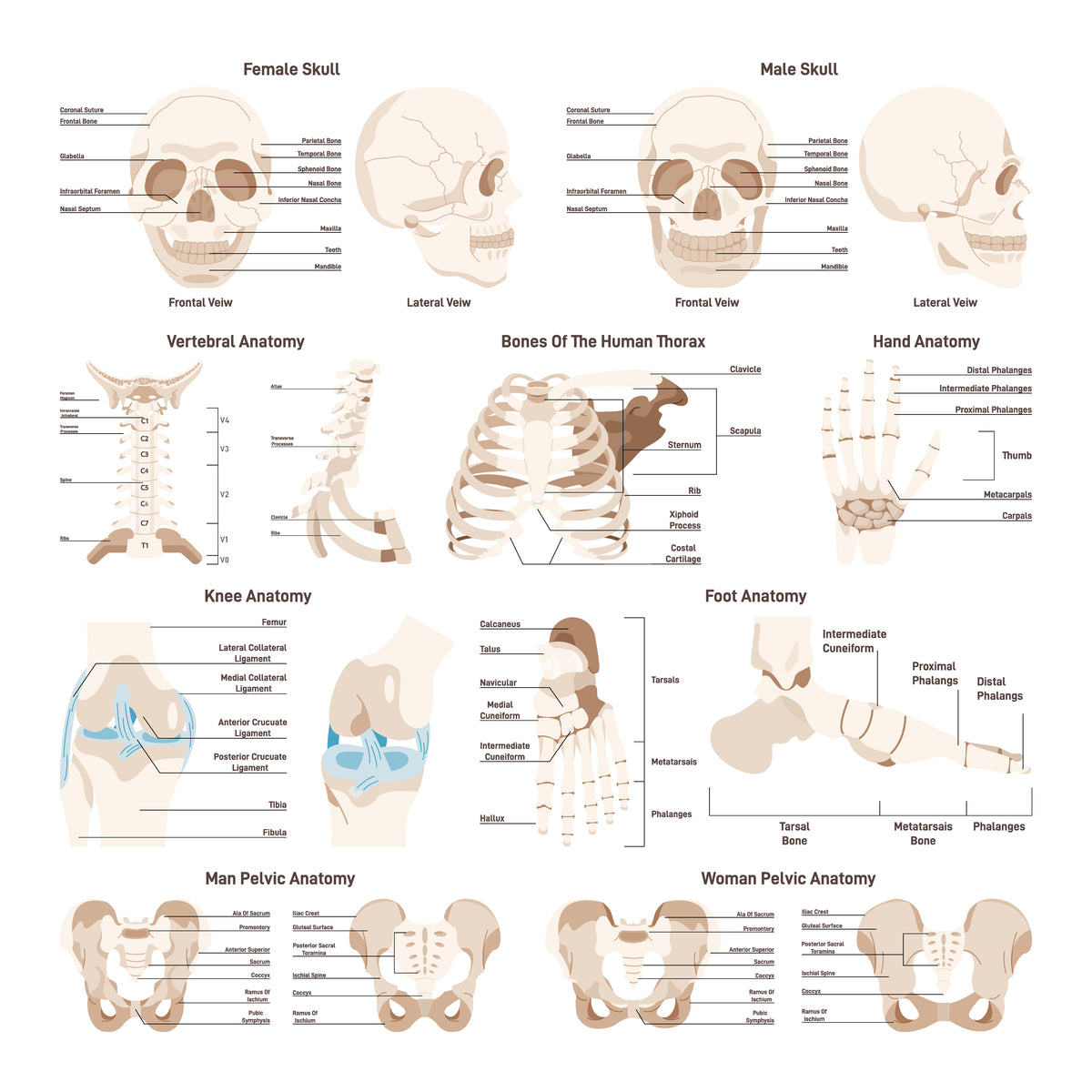 Body parts skeletal system set