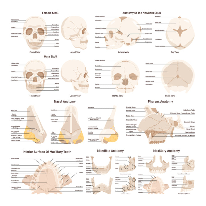 Human skull anatomy set