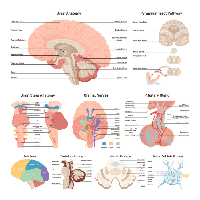 Human brain anatomy