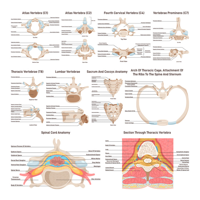 Human spine anatomy set