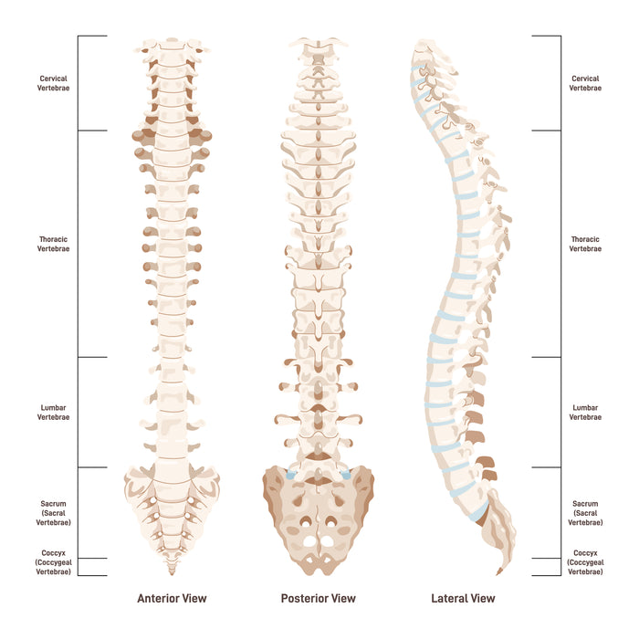 Human spine anatomy