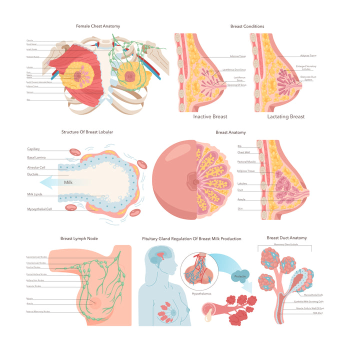 Female breast anatomy set